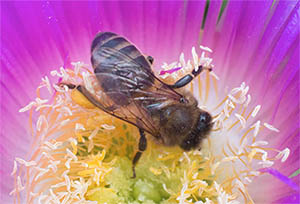bhramari abeille illustration