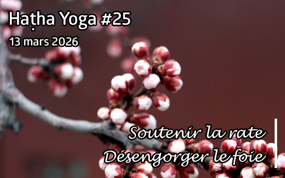 Saison 2025-2026, séance de haṭha yoga n°25 : Soutenir la rate et le foie